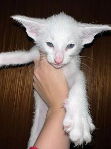 Фото питомца
